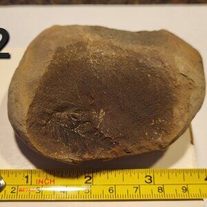 Old Indiana Fern Fossil